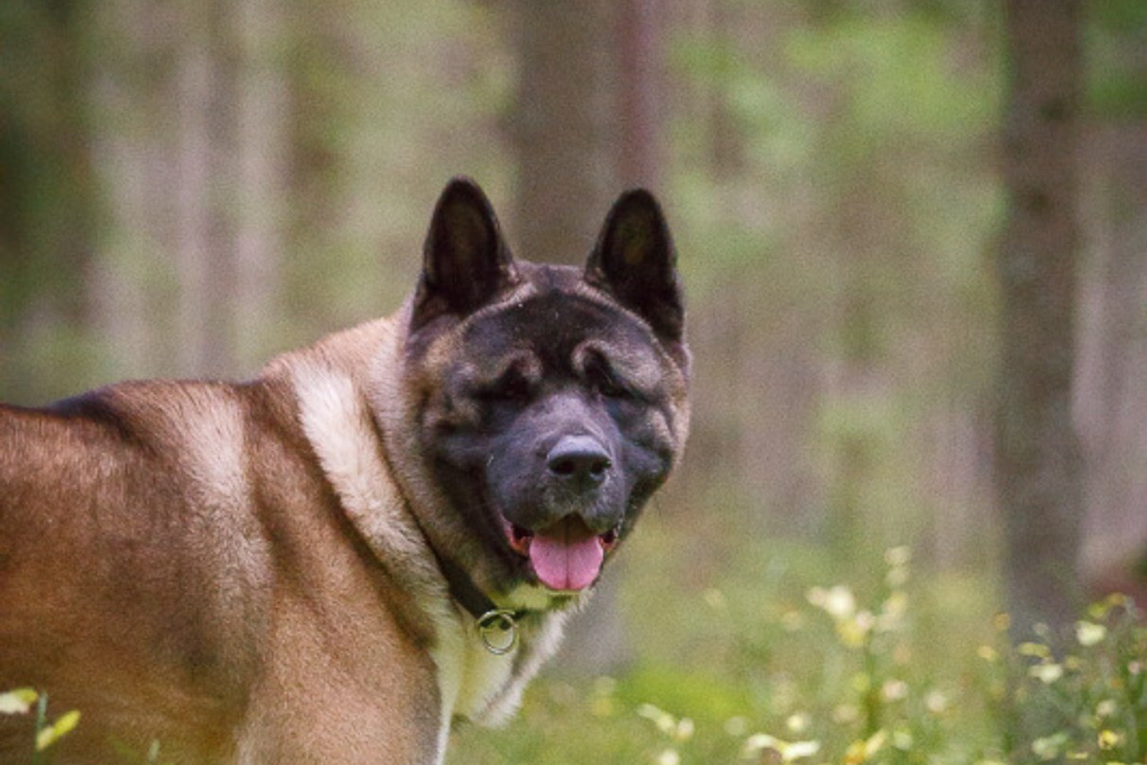 Svargas De Facto * Деймон