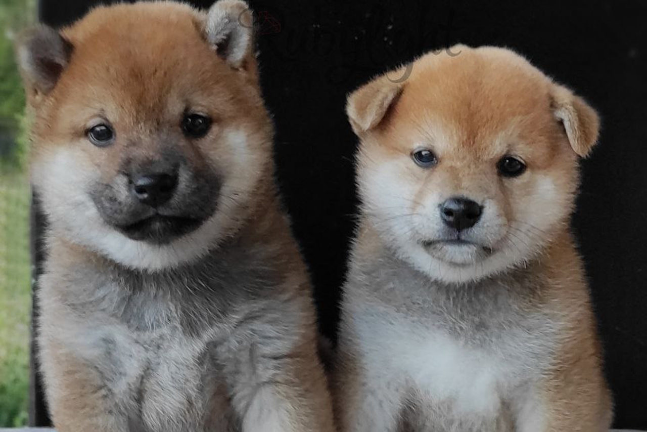 Помет Q общее