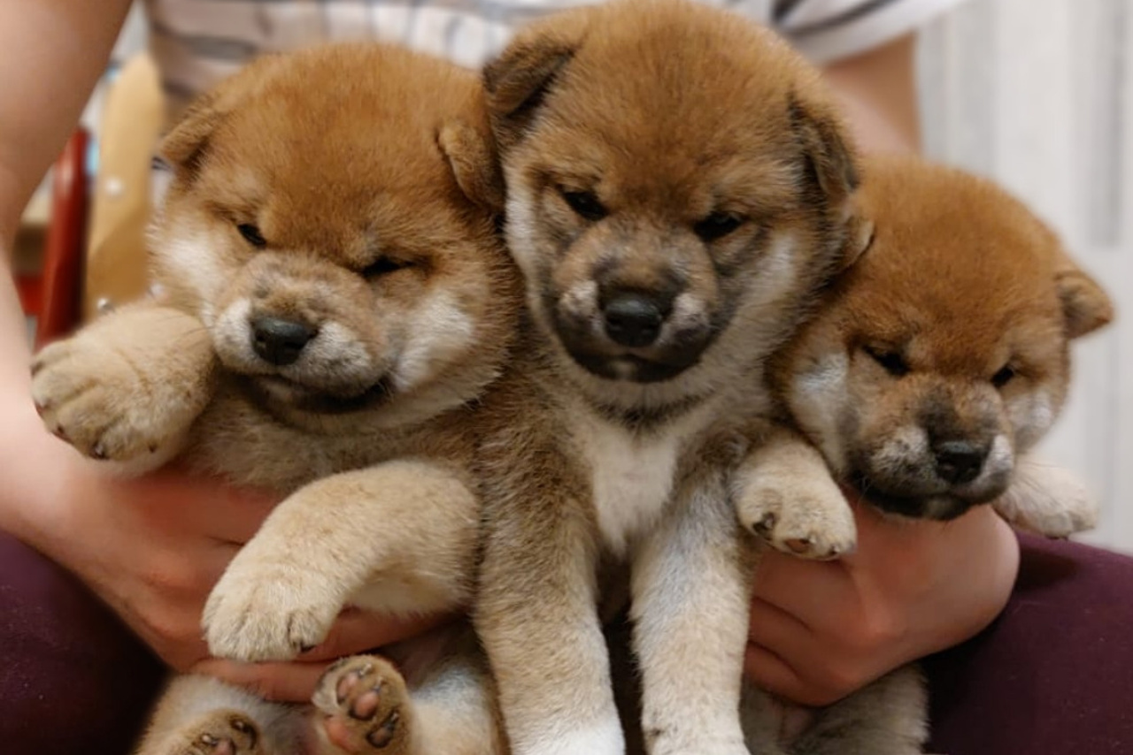 Помет У общее