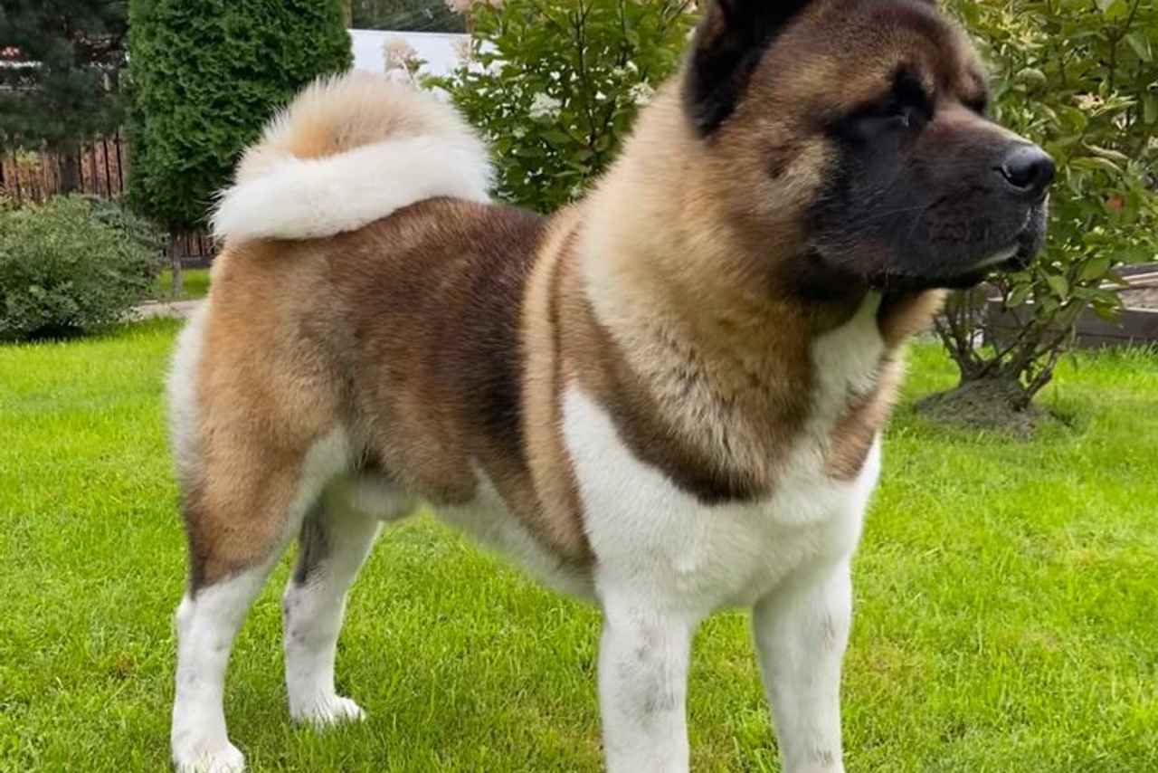 IMAGINE DRAGON * GALS