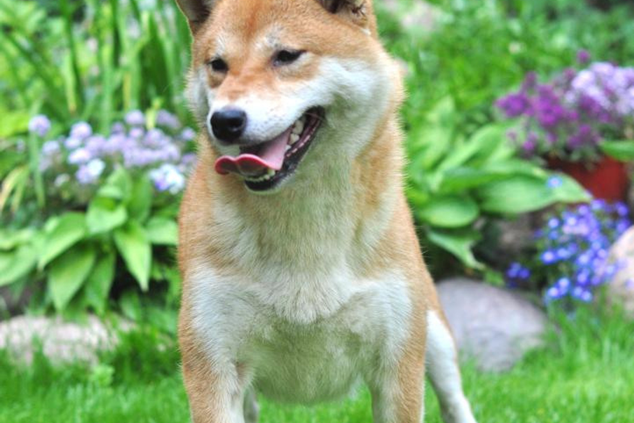 КАЦУ * HANDZIMEMESITE AFRODITA