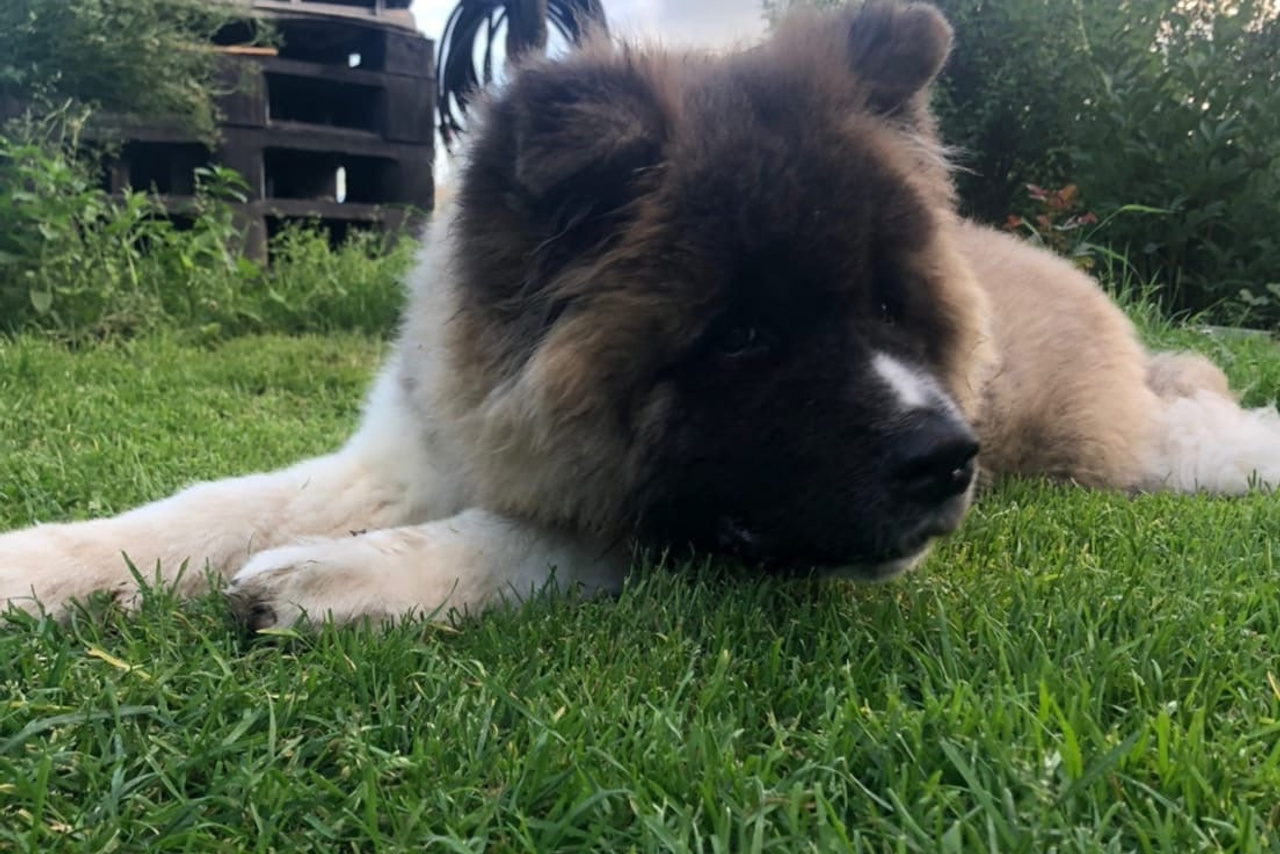 RUBYLIGHT HERO * Миша