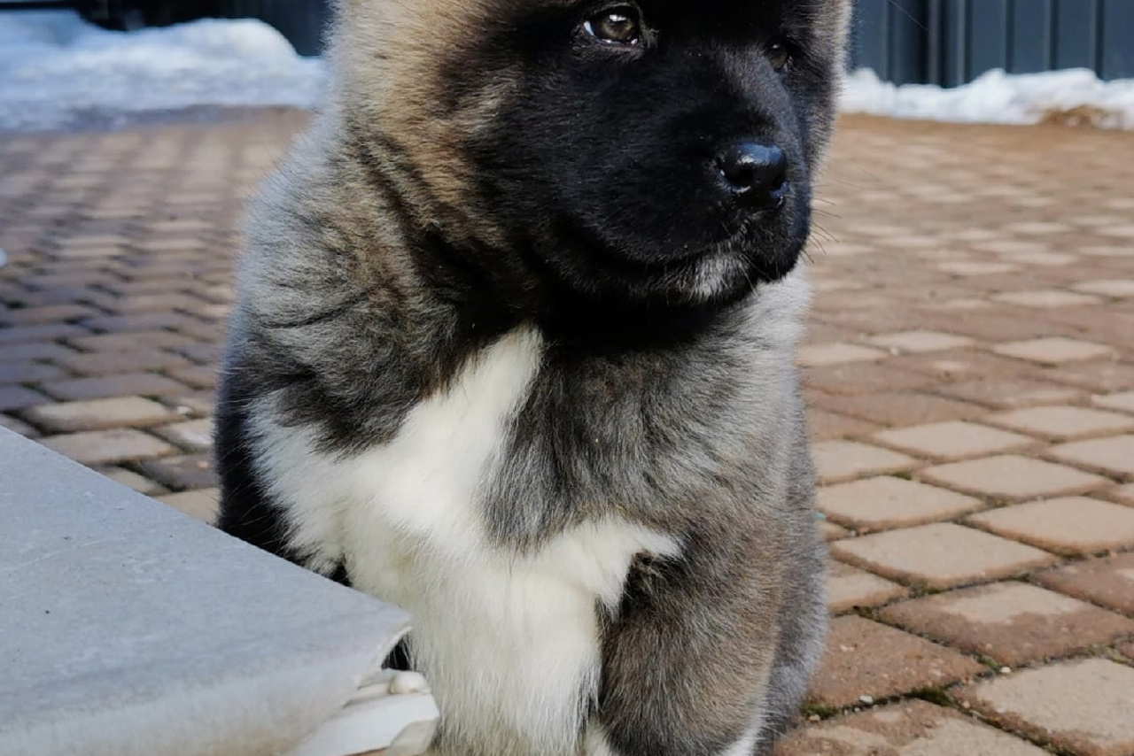 RUBYLIGHT HARA * Вита