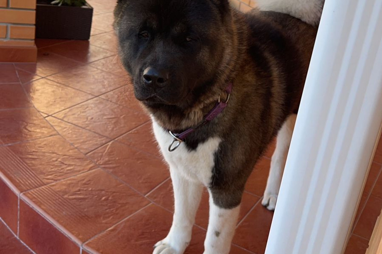 RUBYLIGHT GERMIONA * Гера