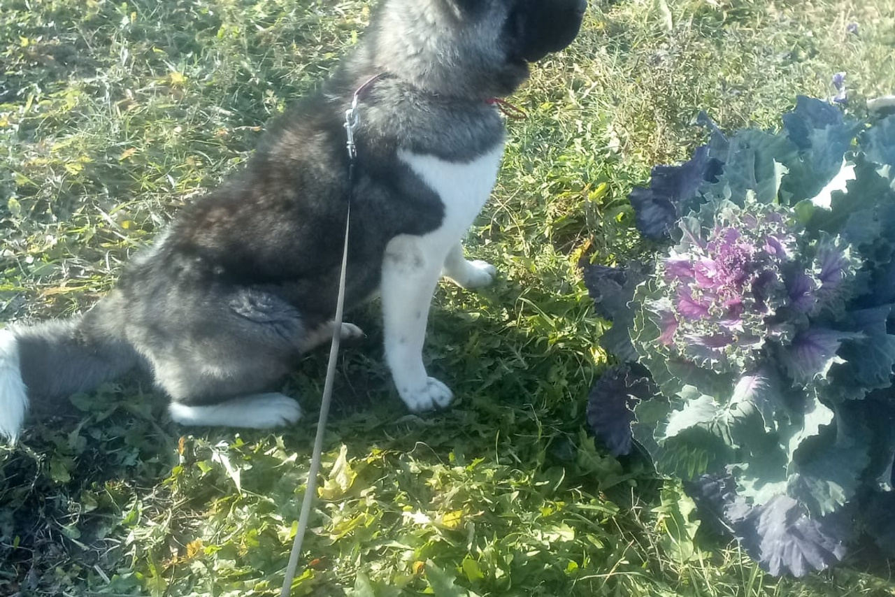 RUBYLIGHT GLAMUR * Глаша