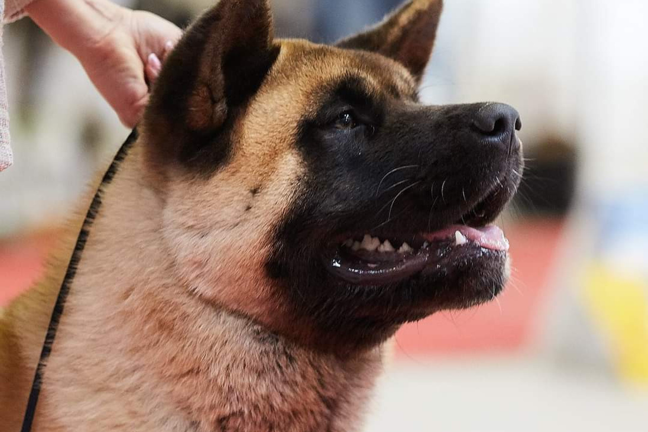 NATIVEBEAR LEGION MAN