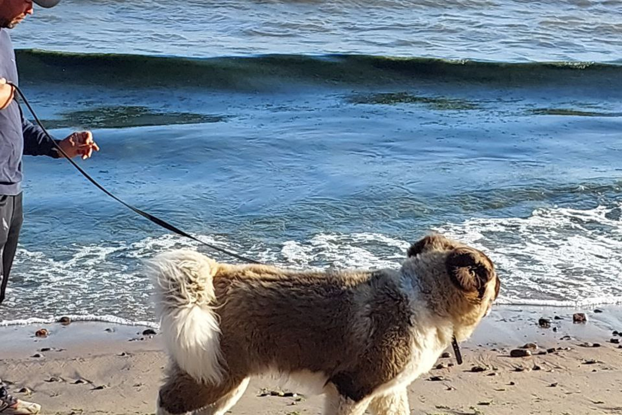 Rubylight Strong-willed