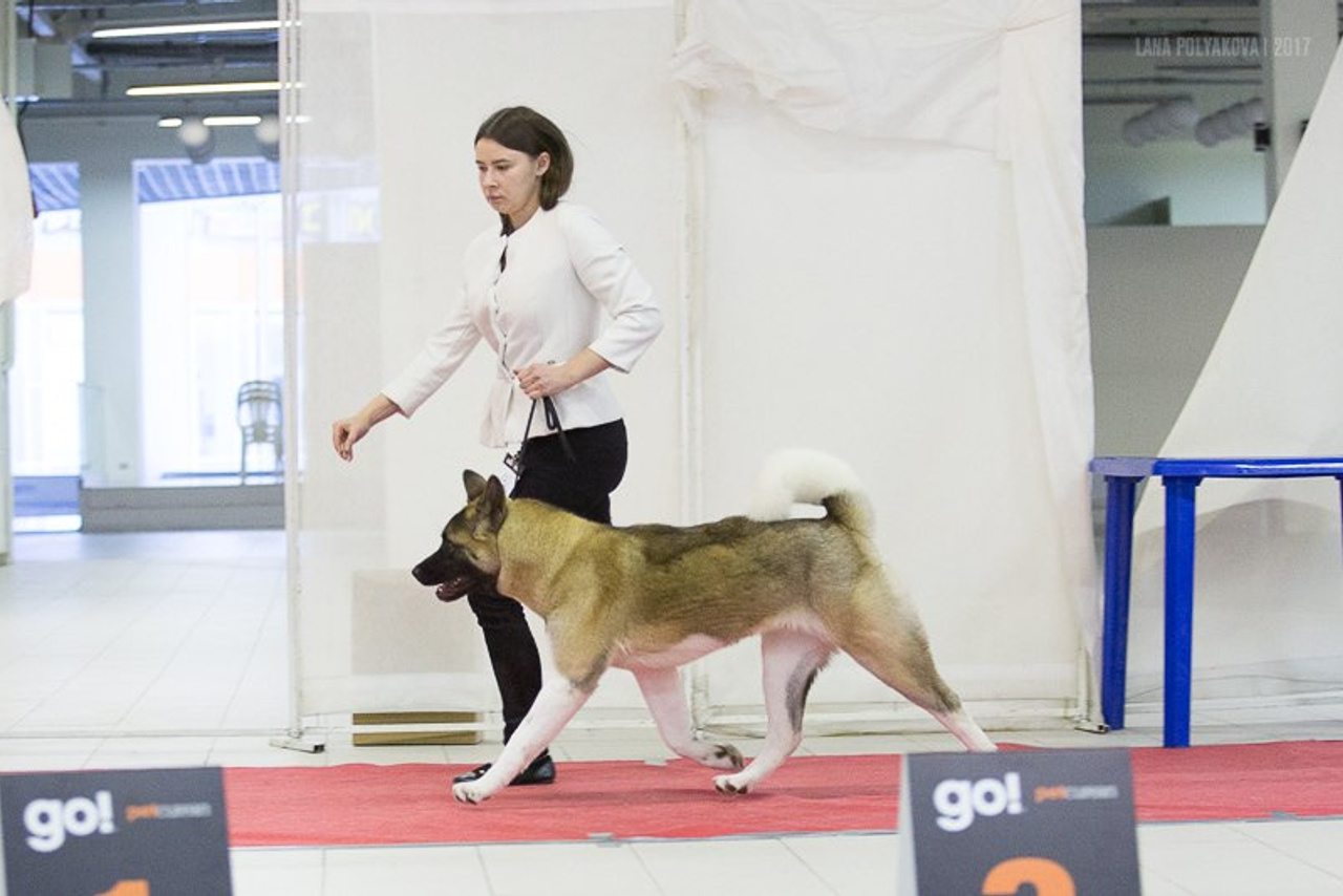 Svargas Ocean Love * Оша