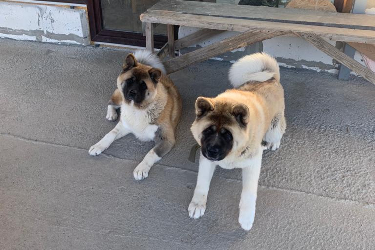 RUBYLIGHT GRACE  & RUBYLIGHT GLORIA