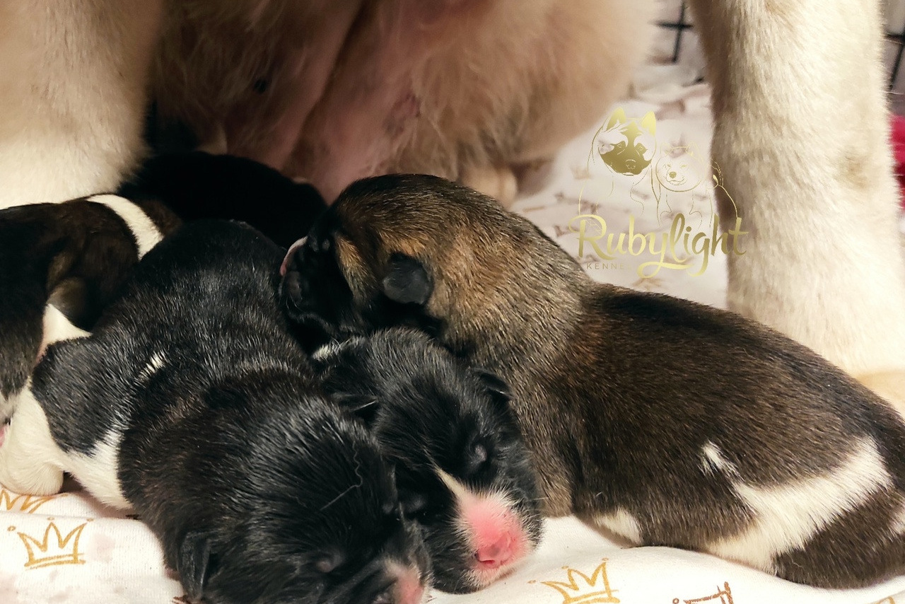 Помет S общее