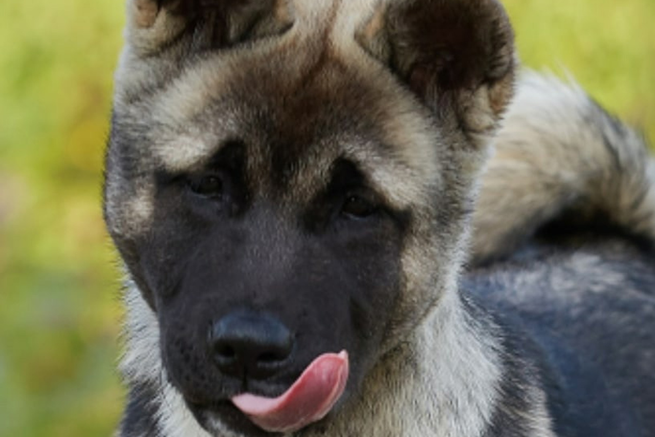 RUBYLIGHT Ciara * Лара