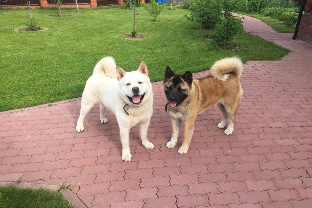 Svargas Deep in Love