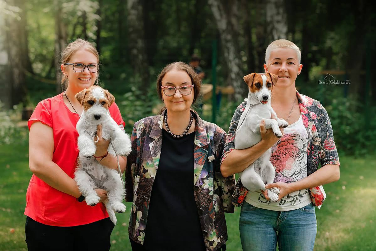 Lovely-Orange питомник джек рассел терьеров