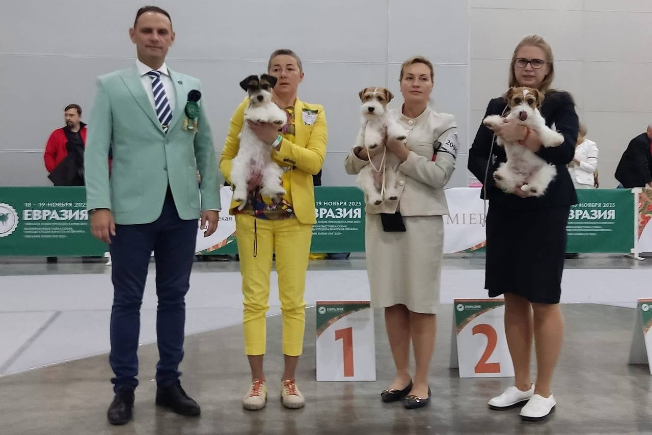 Lovely-Orange питомник джек рассел терьеров