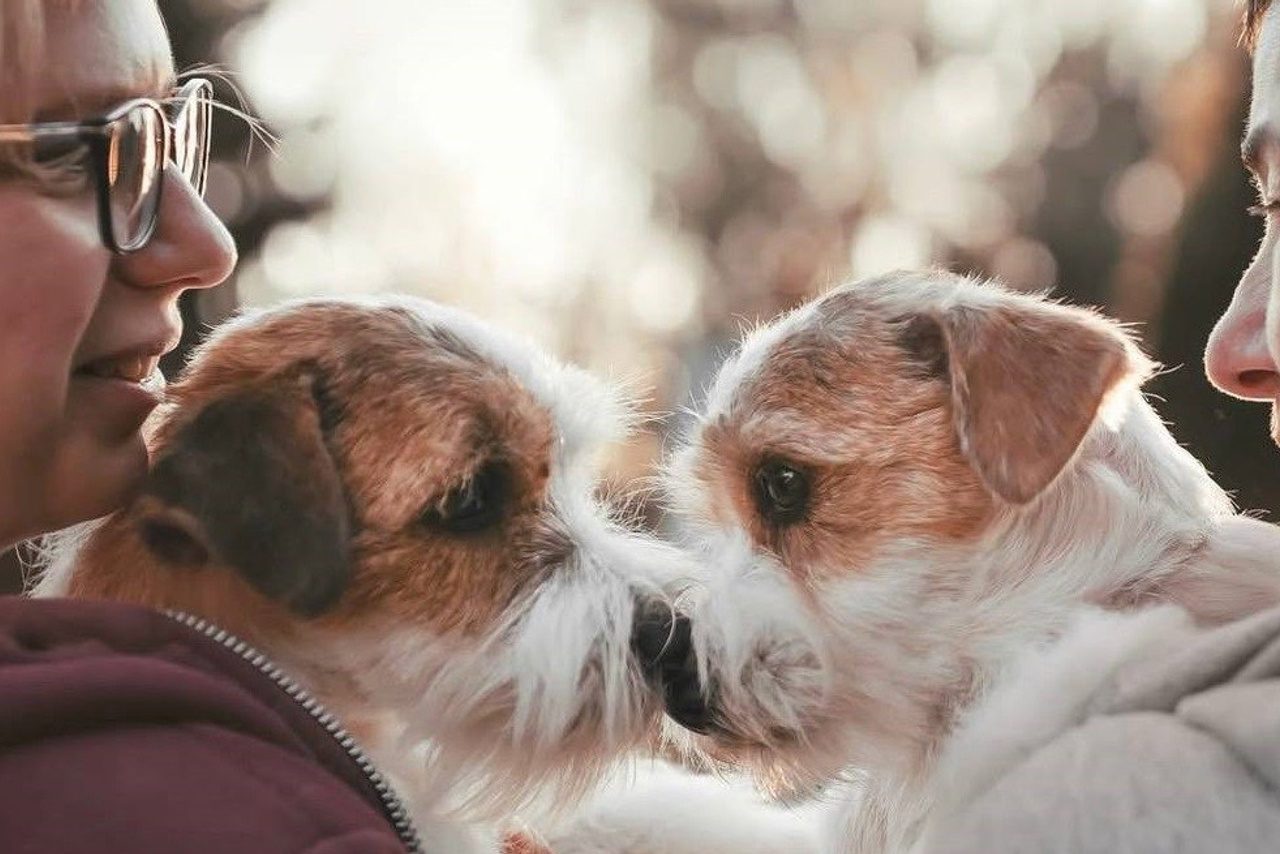 Lovely-Orange питомник джек рассел терьеров