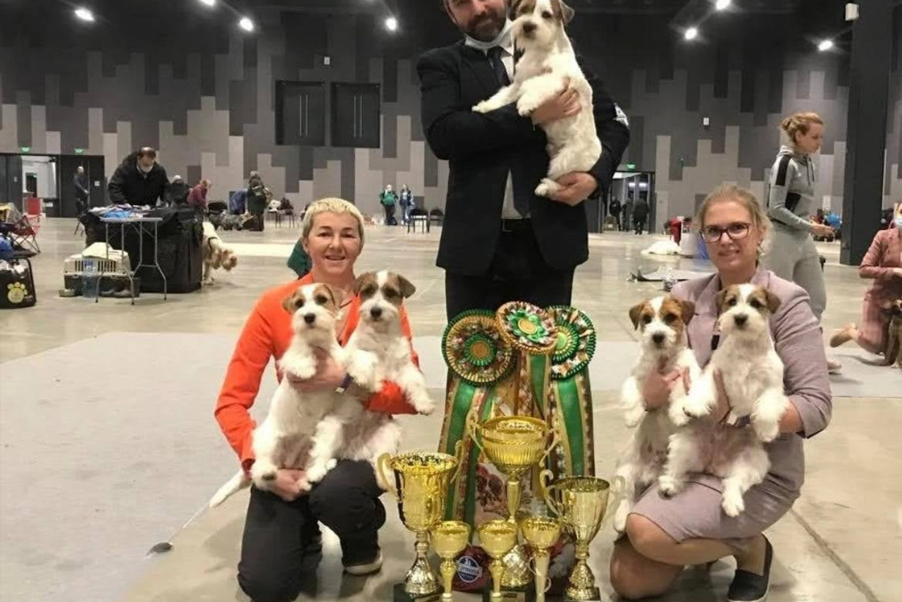 Lovely-Orange питомник джек рассел терьеров