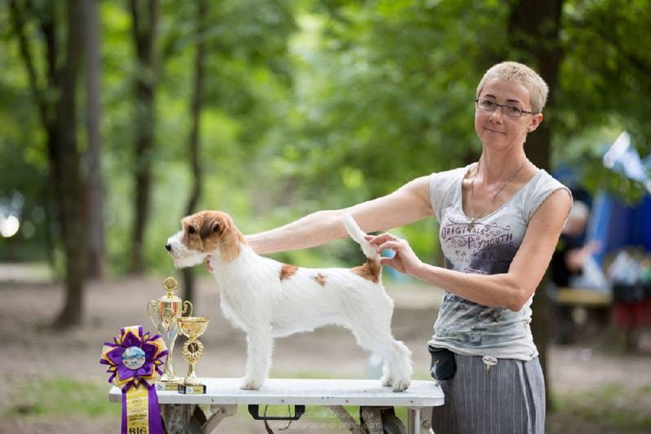 Lovely-Orange питомник джек рассел терьеров