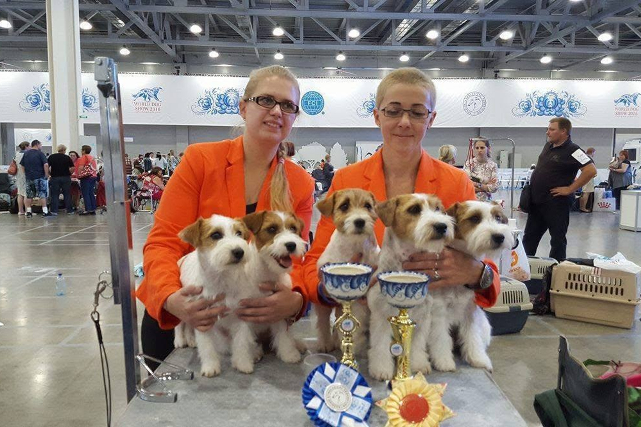 Lovely-Orange питомник джек рассел терьеров