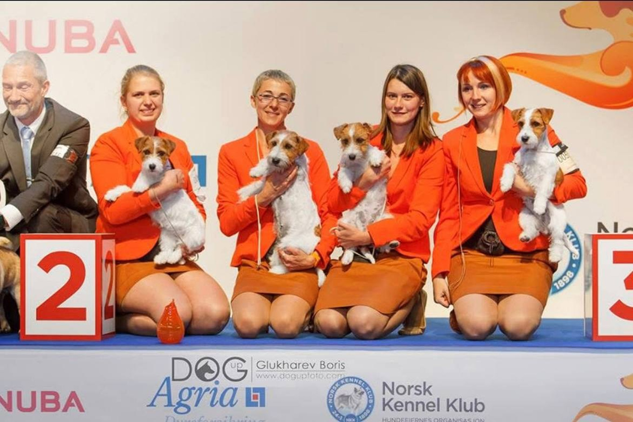 Lovely-Orange питомник джек рассел терьеров