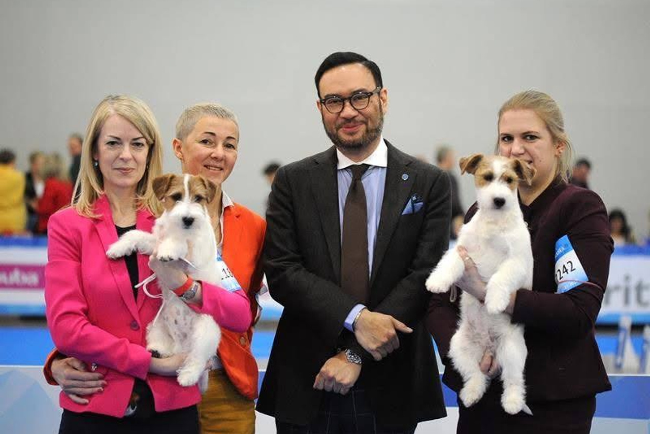 Lovely-Orange питомник джек рассел терьеров