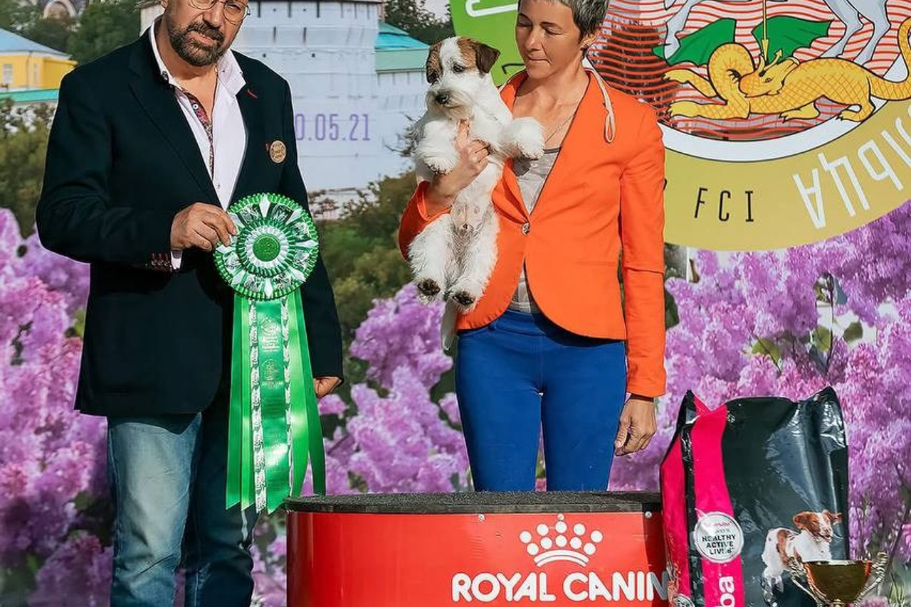 Lovely-Orange питомник джек рассел терьеров