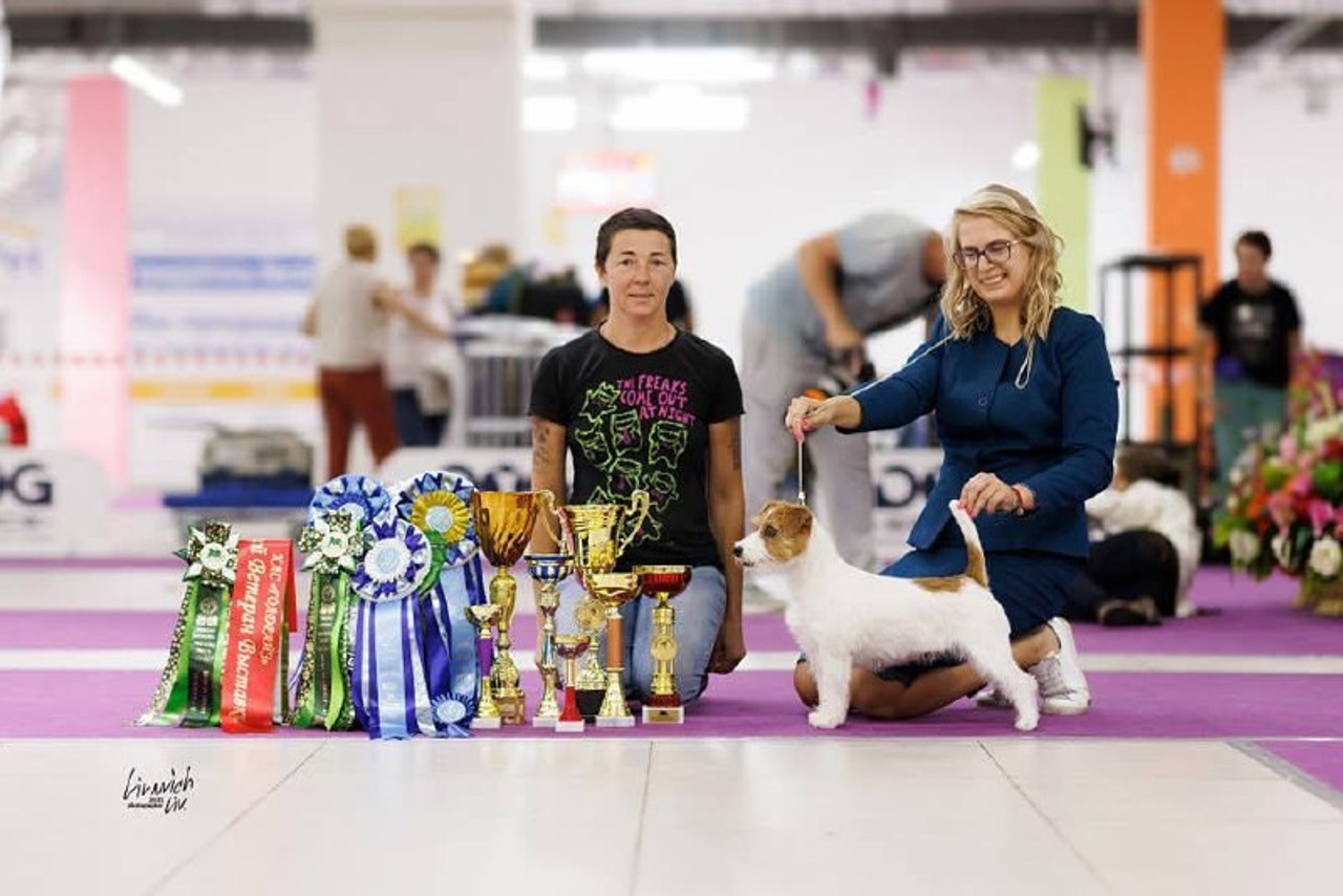 Lovely-Orange питомник джек рассел терьеров