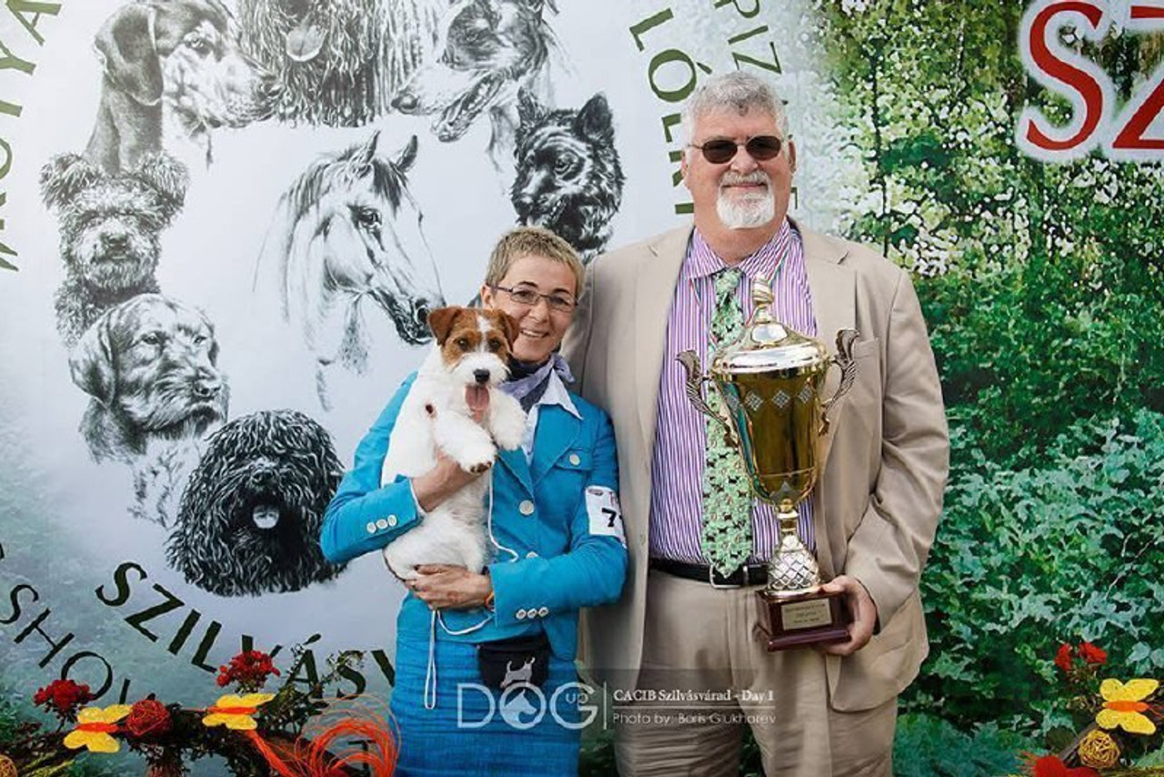 Lovely-Orange питомник джек рассел терьеров