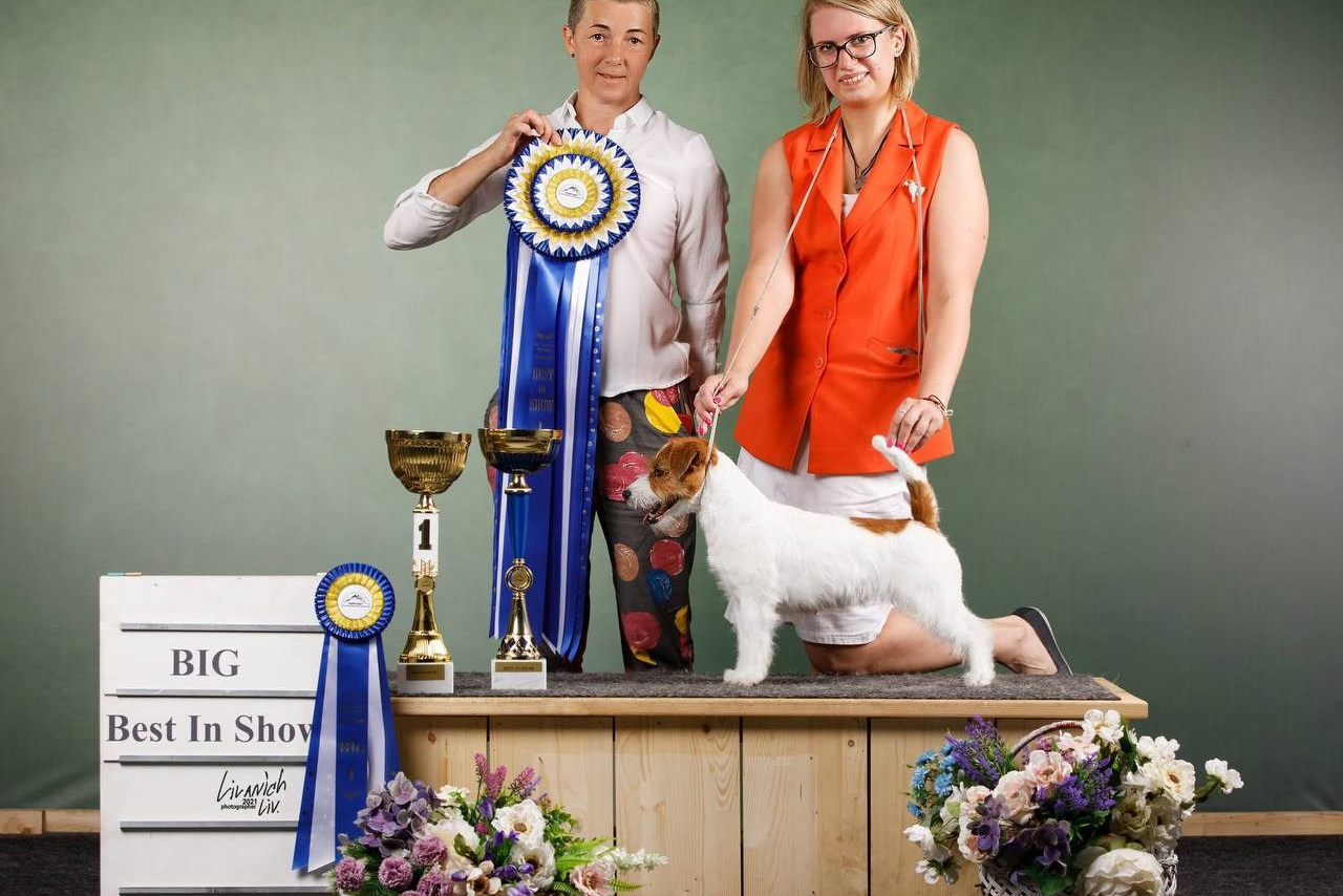 Lovely-Orange питомник джек рассел терьеров