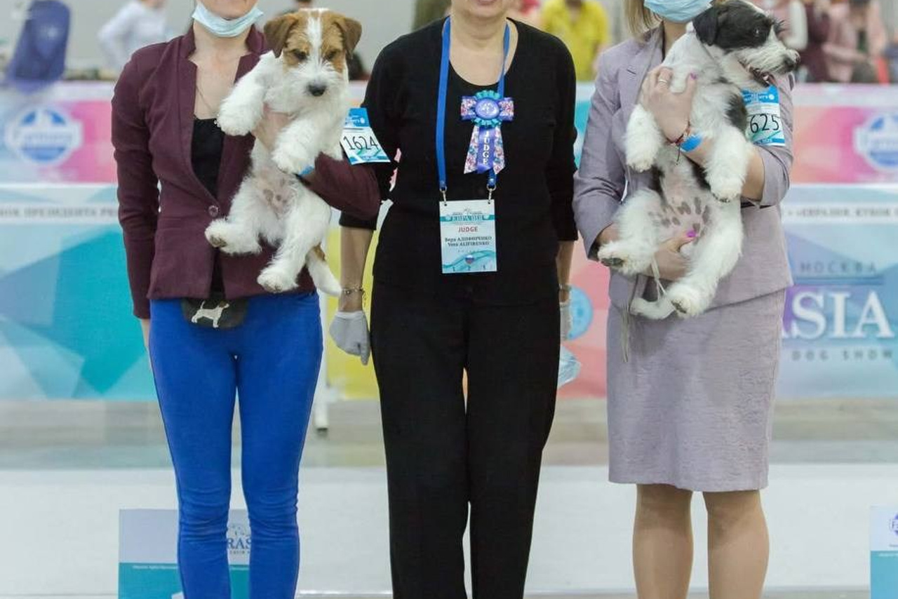 Lovely-Orange питомник джек рассел терьеров