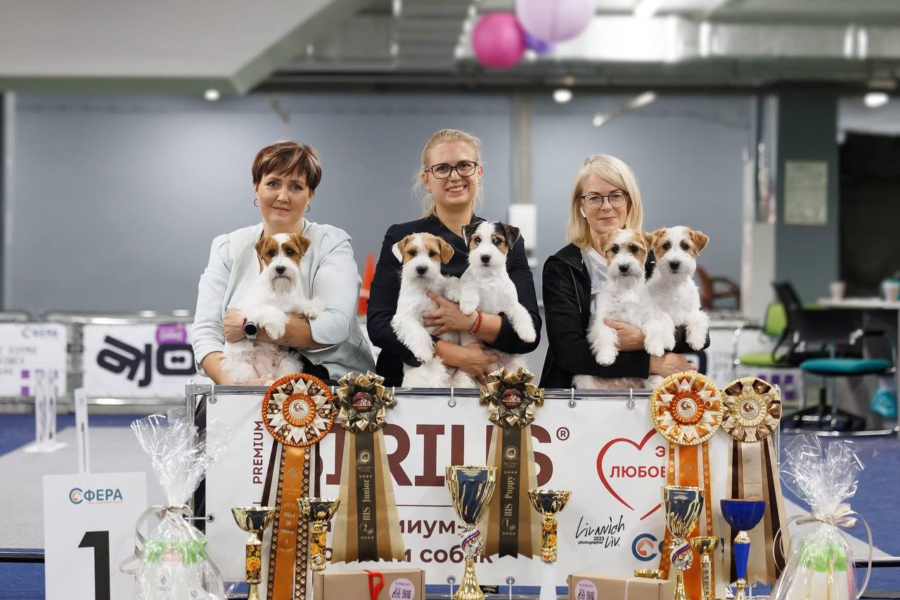 Lovely-Orange питомник джек рассел терьеров