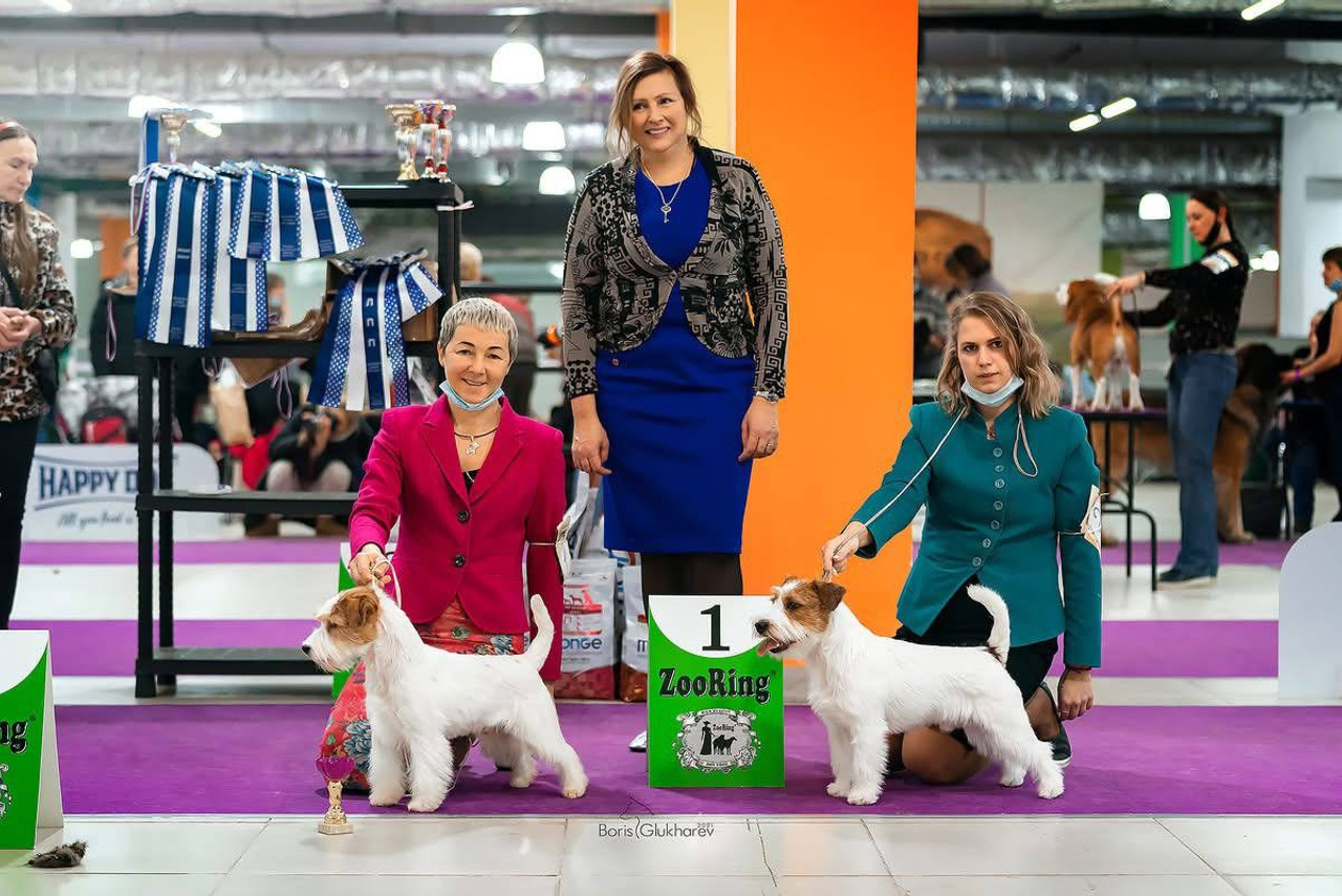 Lovely-Orange питомник джек рассел терьеров