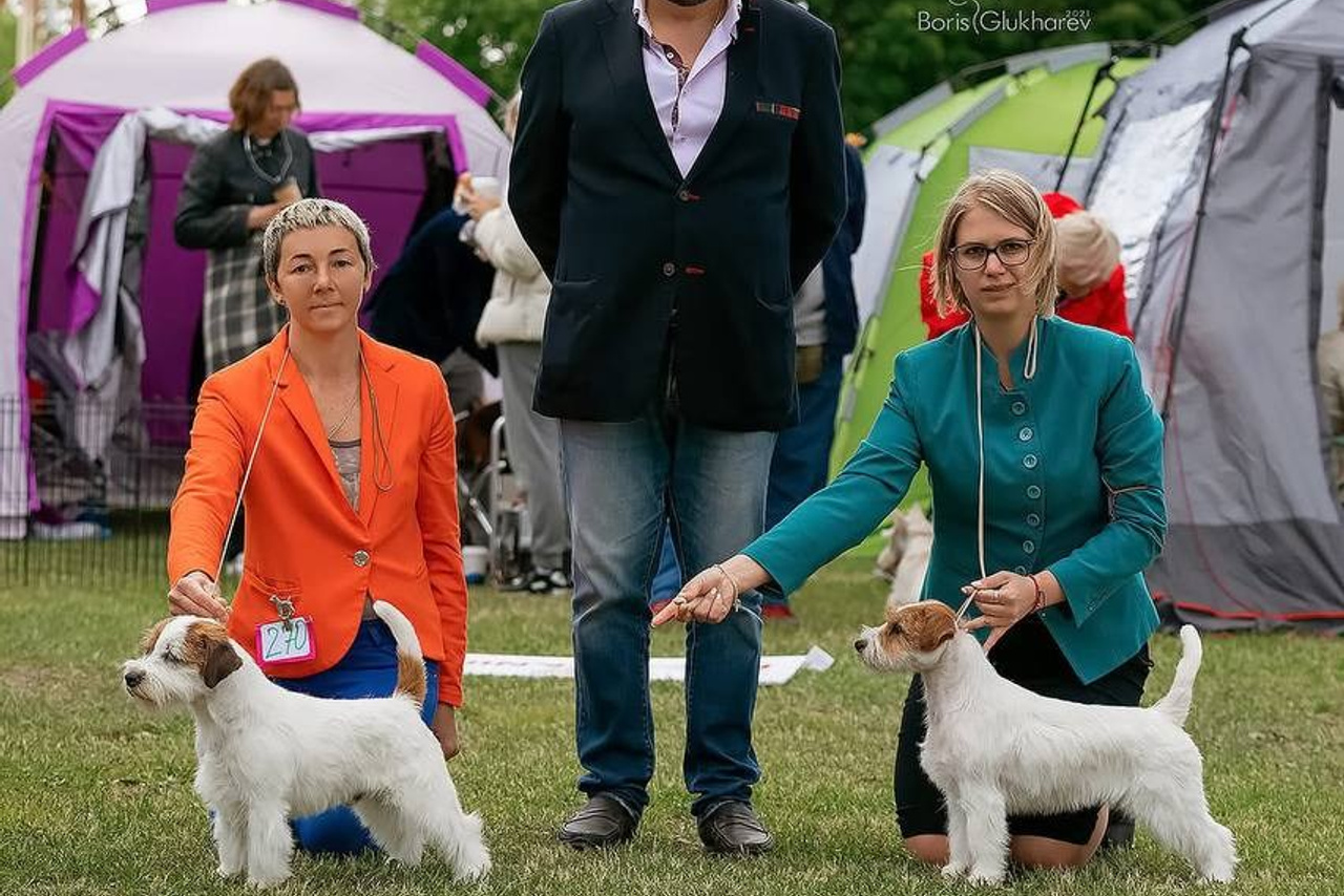 Lovely-Orange питомник джек рассел терьеров