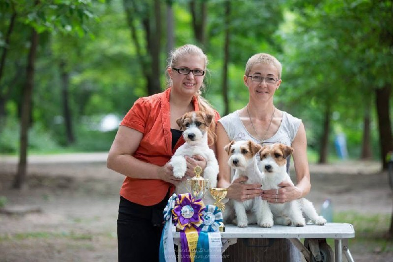 Lovely-Orange питомник джек рассел терьеров