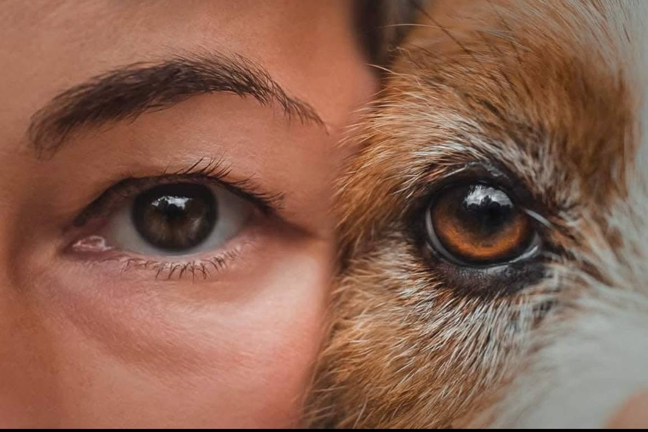 Lovely-Orange питомник джек рассел терьеров