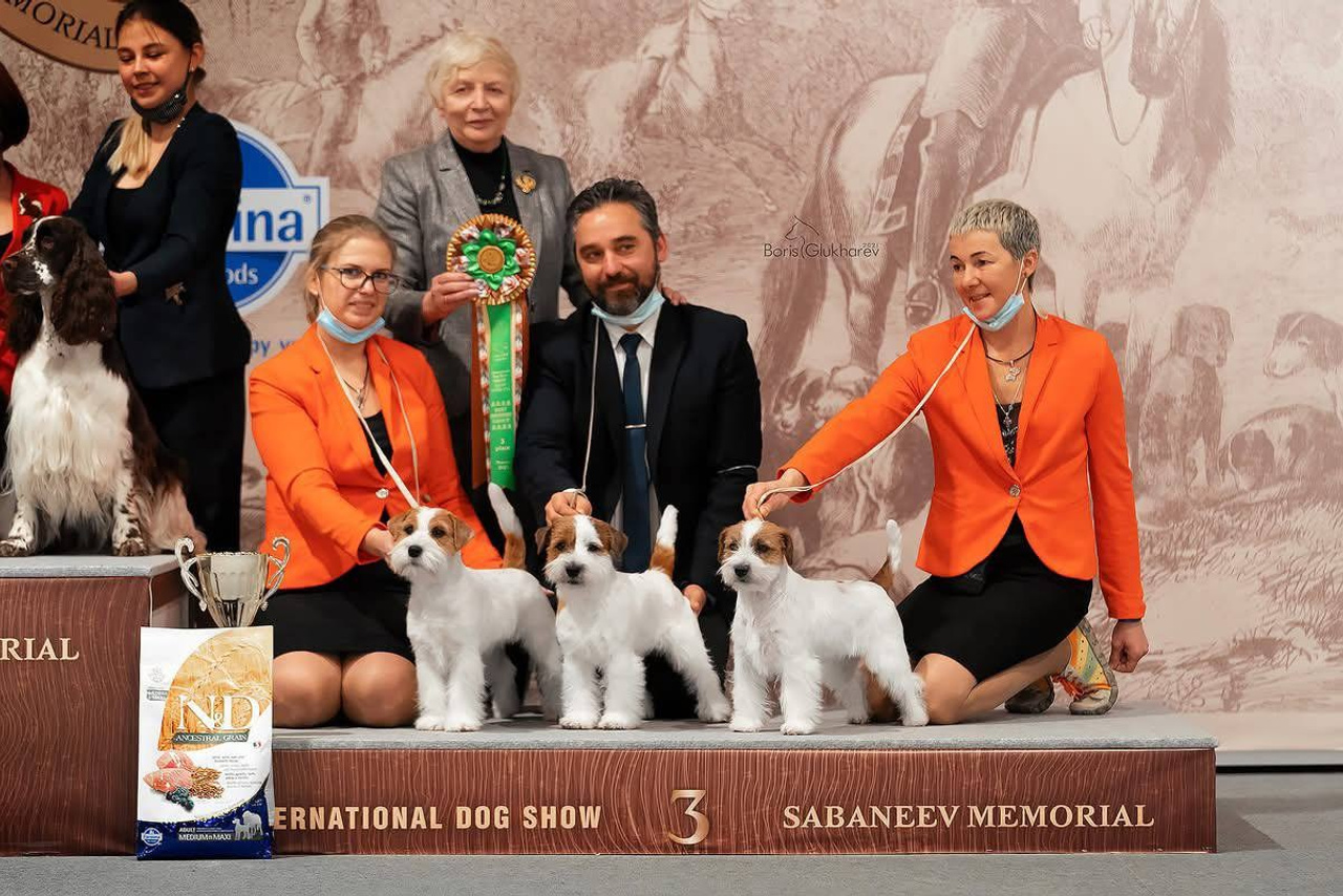 Lovely-Orange питомник джек рассел терьеров