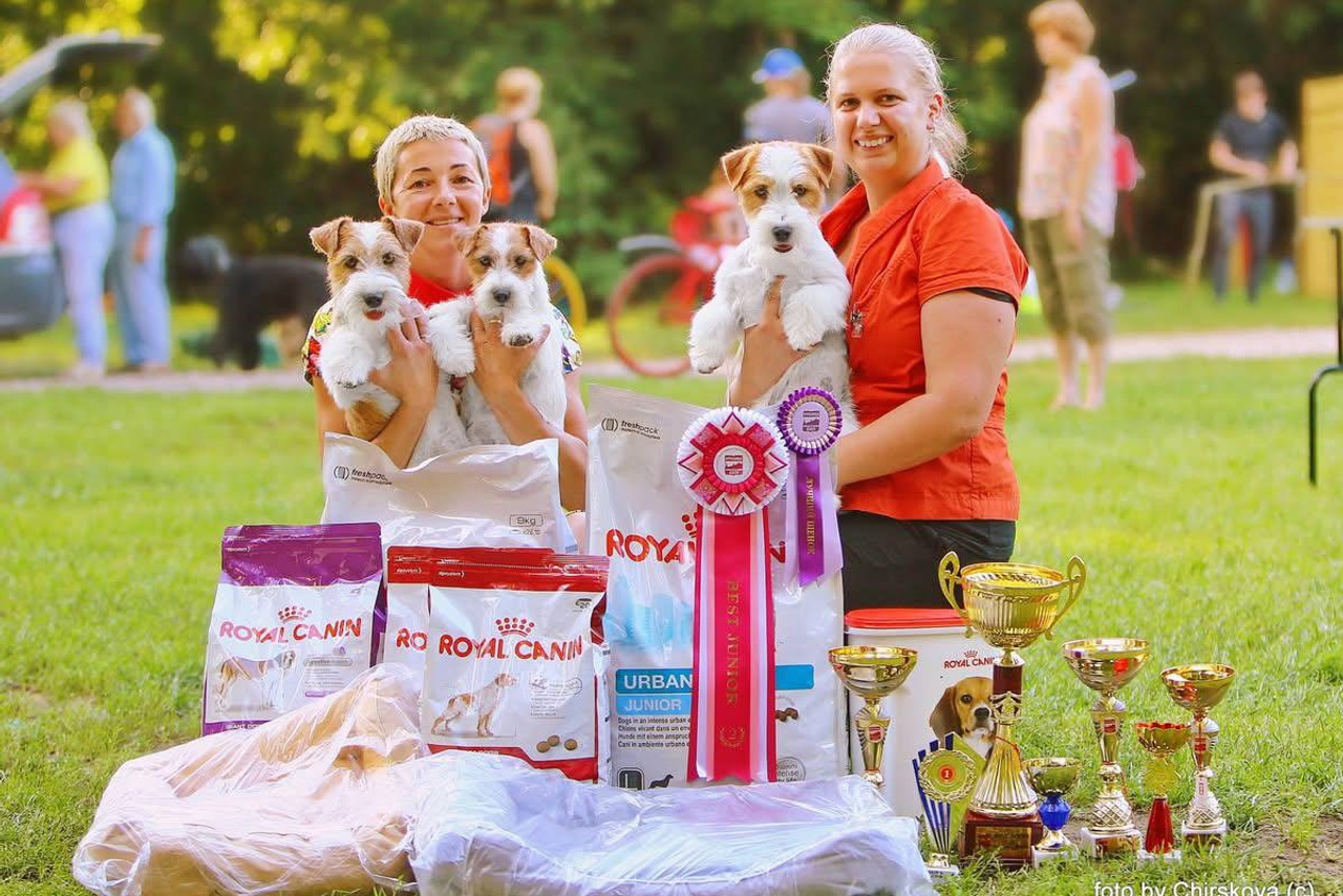 Lovely-Orange питомник джек рассел терьеров