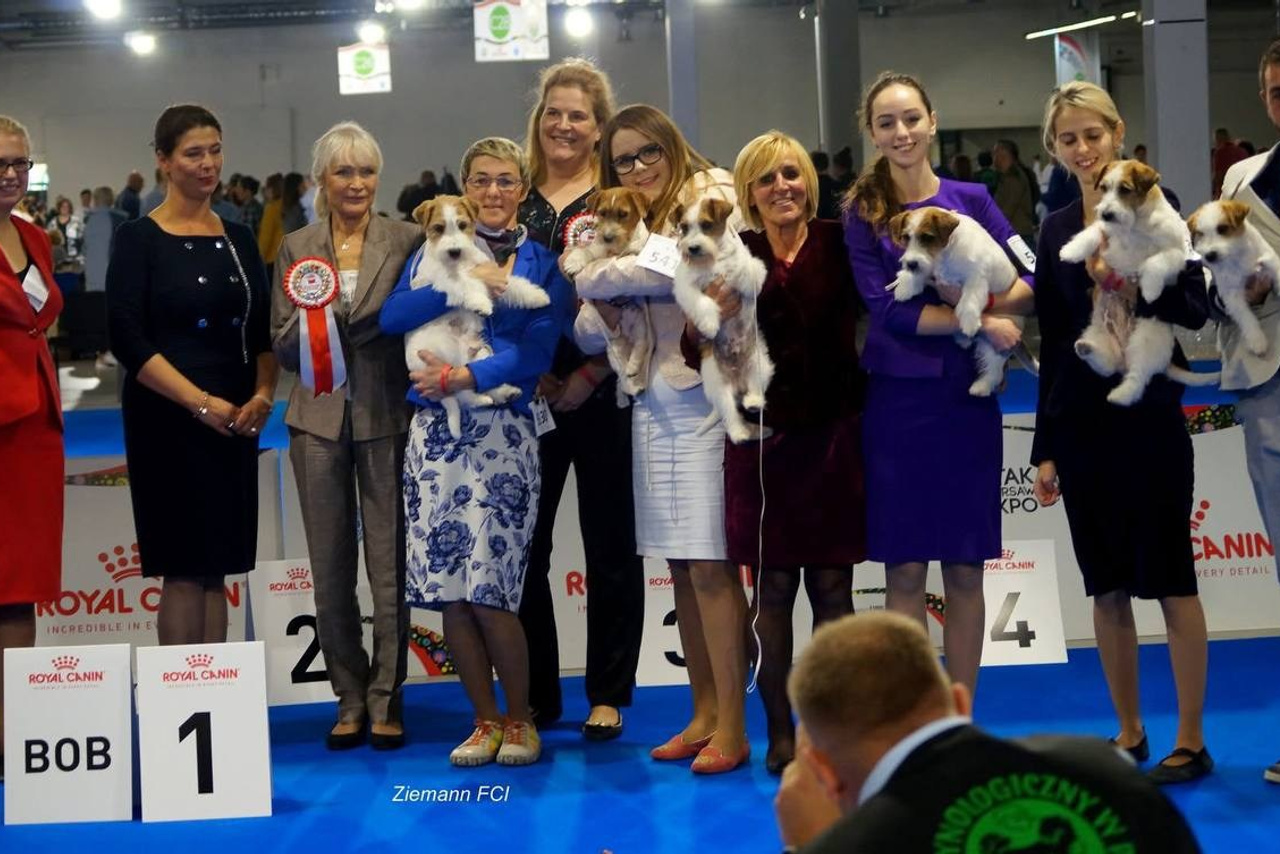 Lovely-Orange питомник джек рассел терьеров