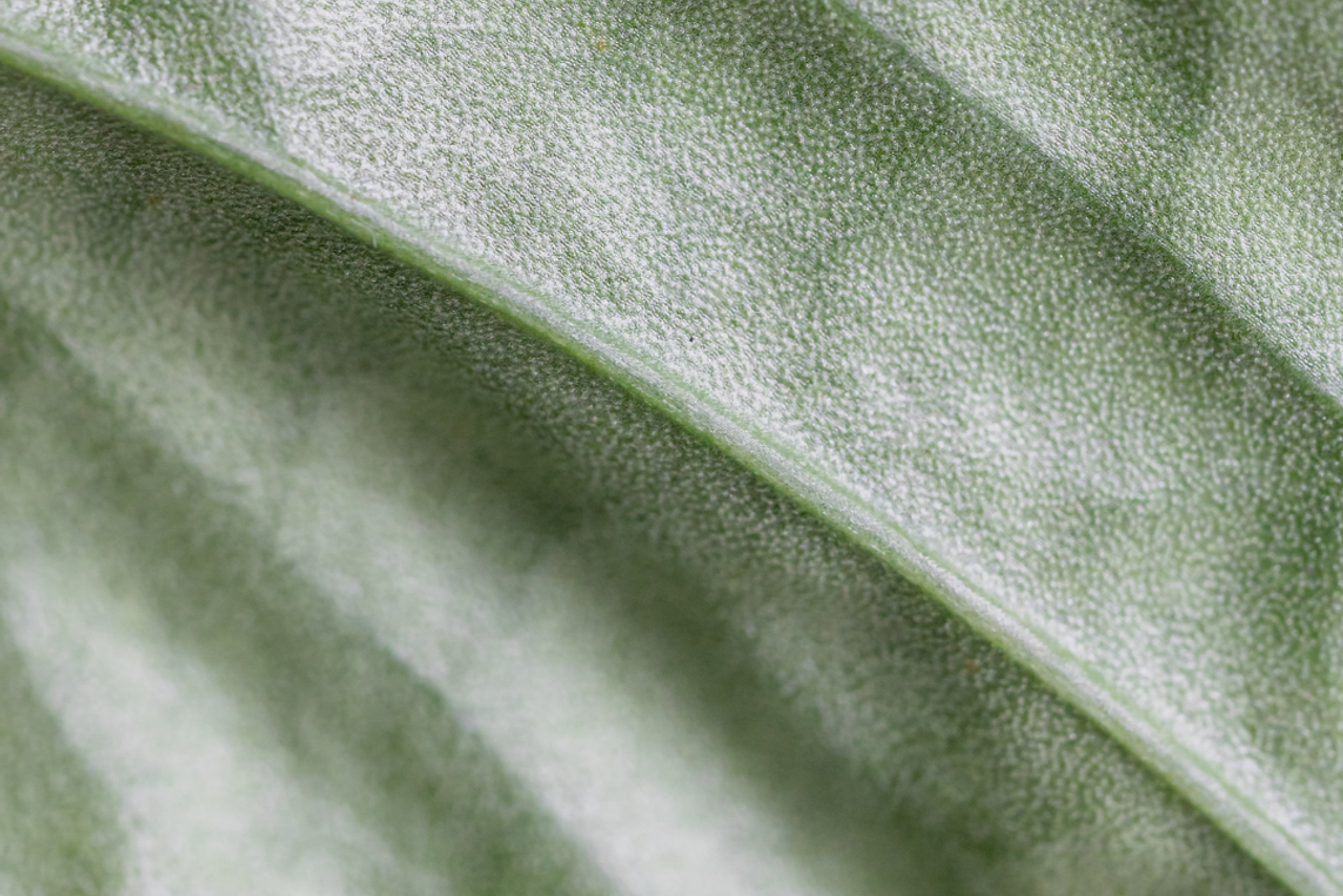 Колонка советов «Спроси Фифи»