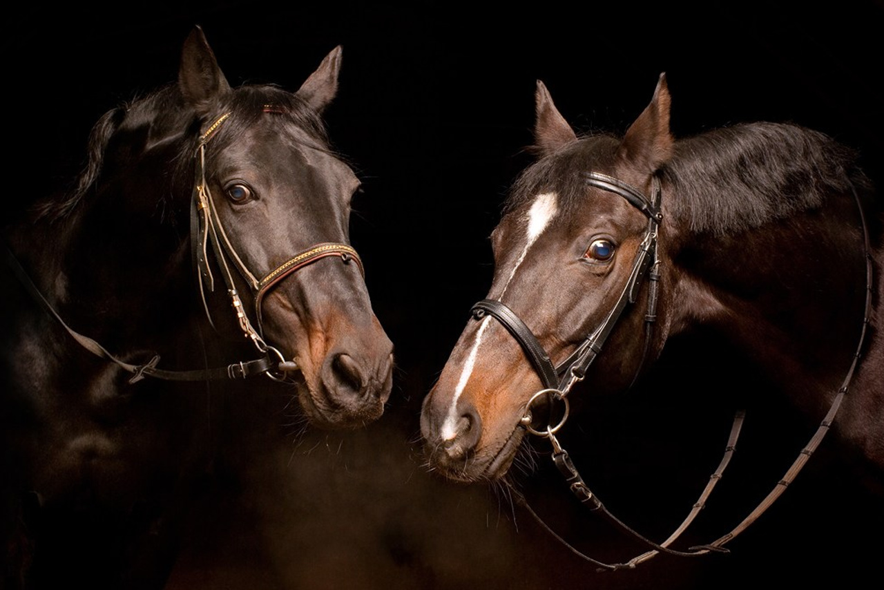 Лошади в студии