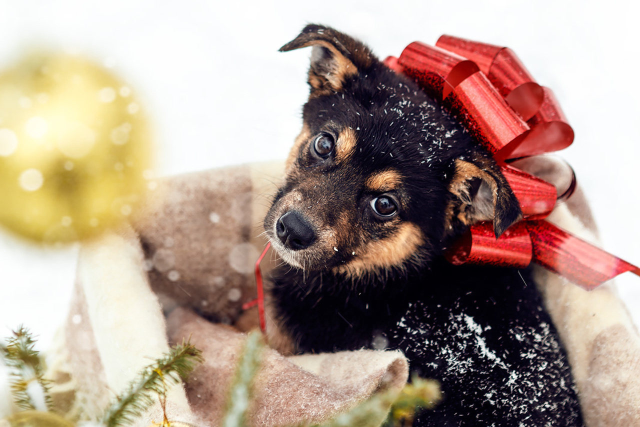 Новогоднее чудо для Дакоты ...