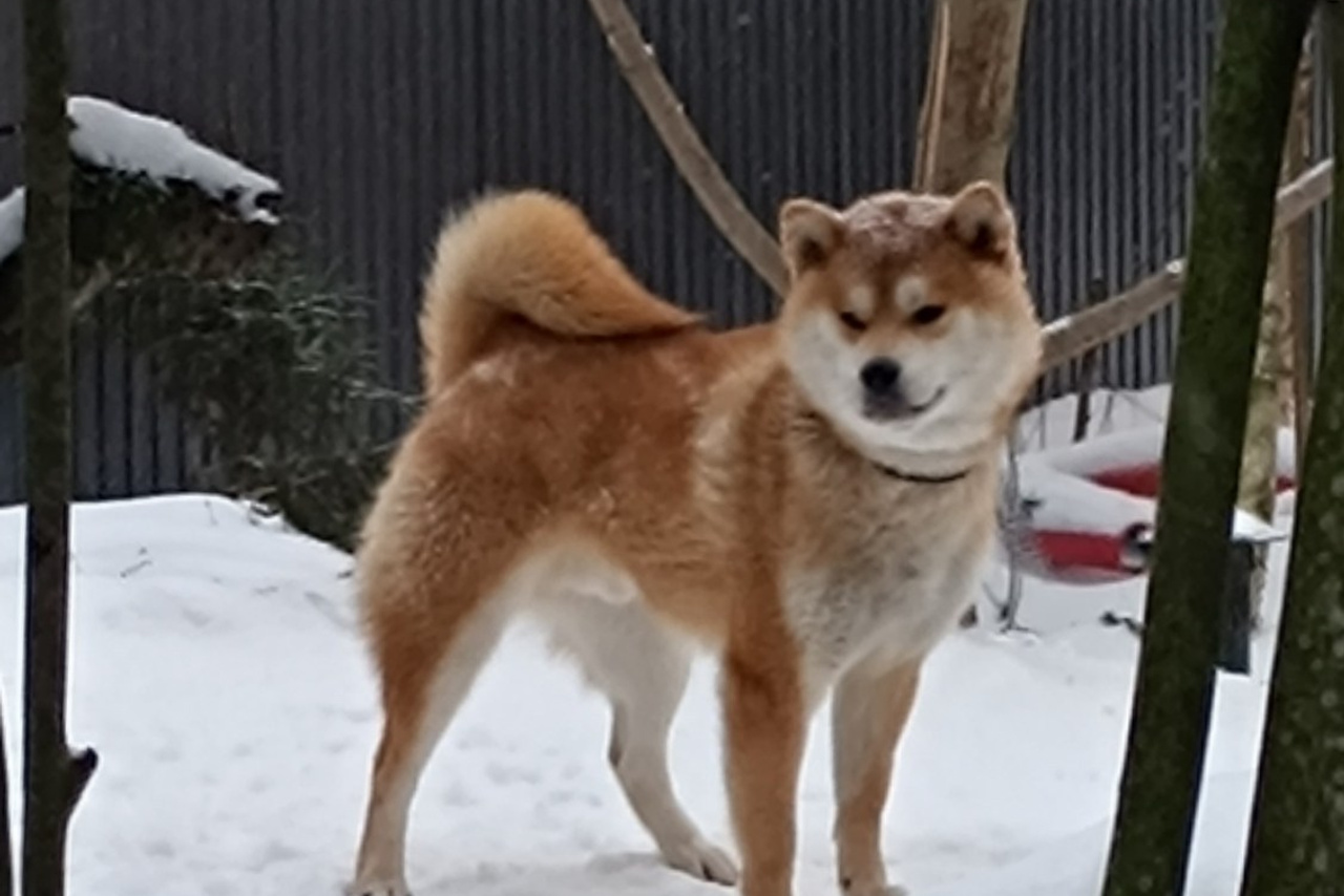 Ганжи * Yuzhyy Solnechnyy Pes Ganji