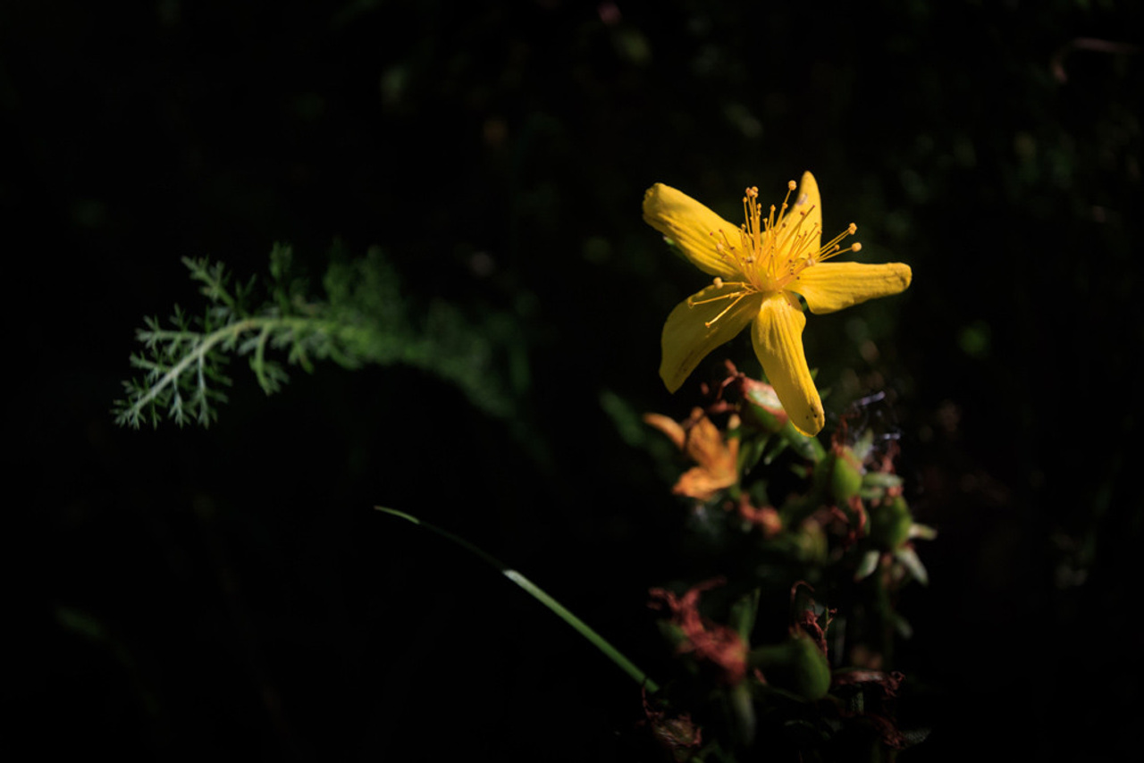 Портрет природы