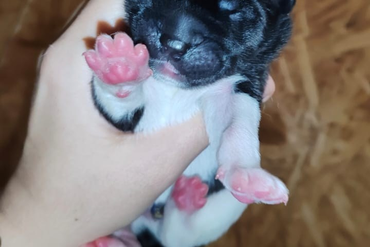 Rubylight Kak Rokfor