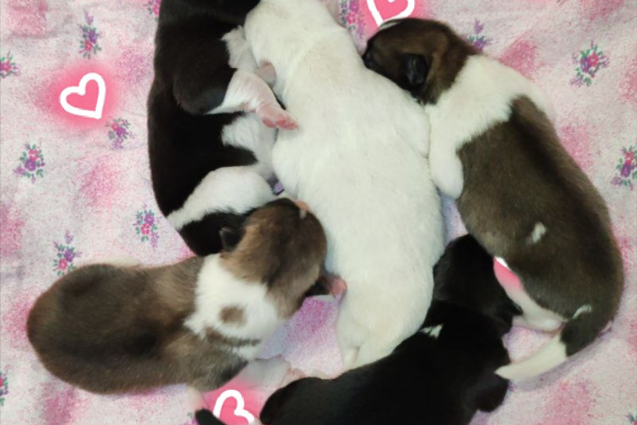 Помет R общее