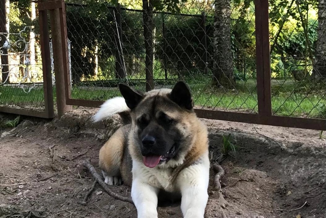 Rubylight Sweet dream