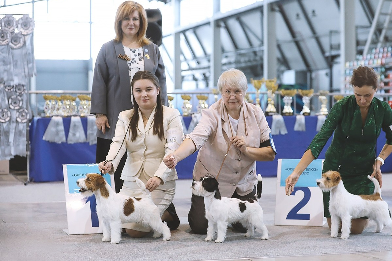 НОВОСТИ. Щенки джек рассел терьера, питомник РКФ, питомник джек рассел терьеров, питомник Порт Фортис, kennel PORT FORTIS
