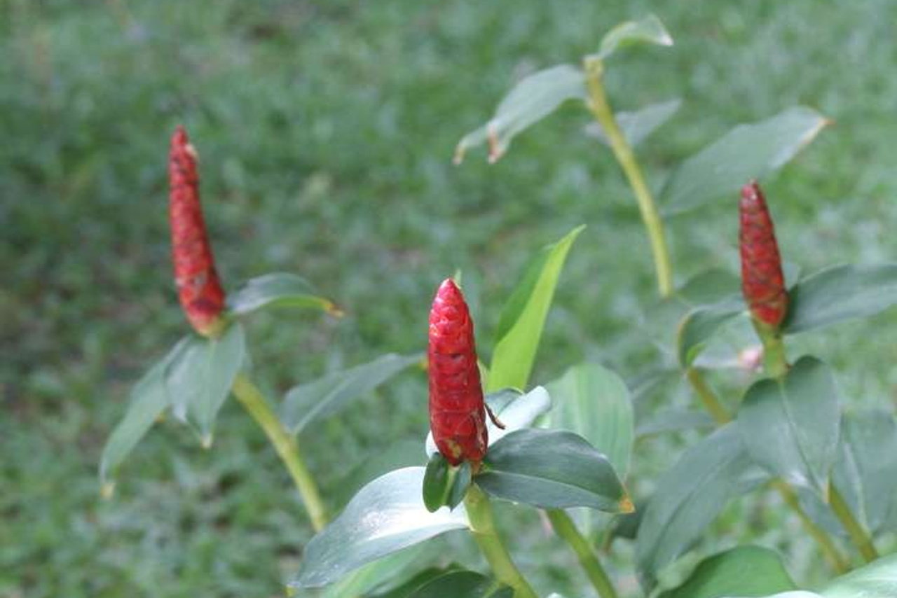 Тайланд 2011 г. Улица, люди, жизнь…