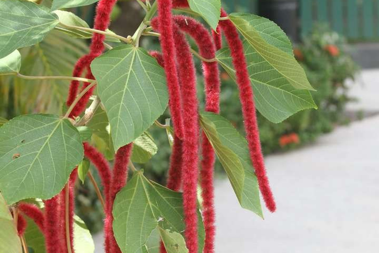 Тайланд 2011 г. Улица, люди, жизнь…