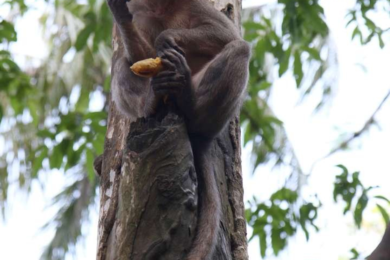 Тайланд 2011 г. Улица, люди, жизнь…