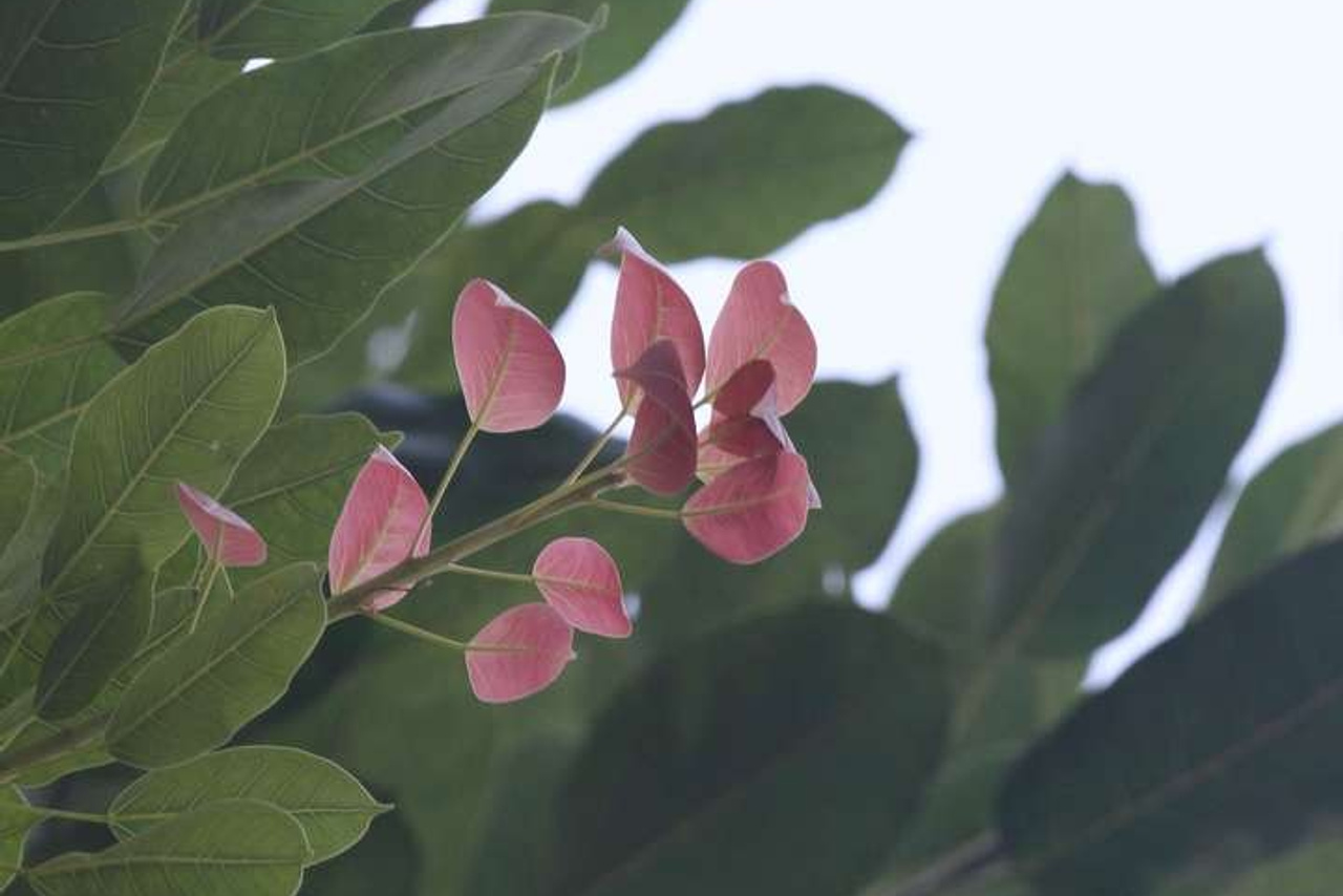 Тайланд 2011 г. Улица, люди, жизнь…